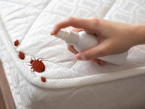 Best Bed Bug Extermination  in Blue Mound, TX